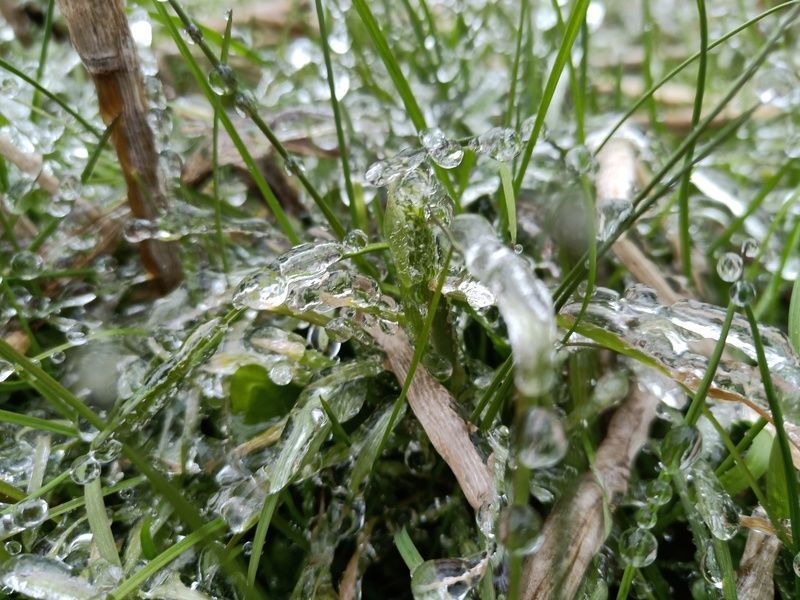 水苏糖