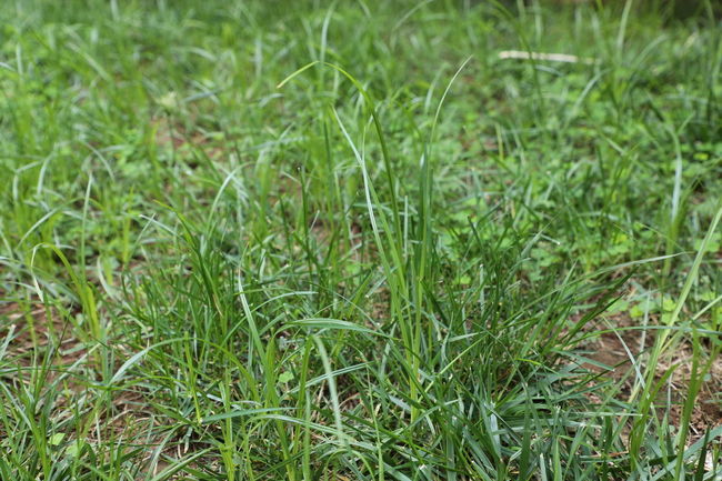 新鲜鱿鱼怎么炒完有点点酸