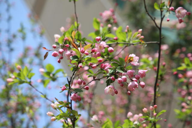 ��θ���ܲ�