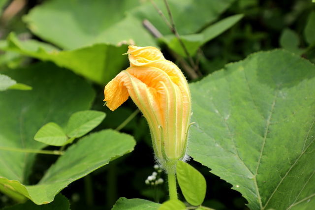 ��ţ����ô������Ӳ