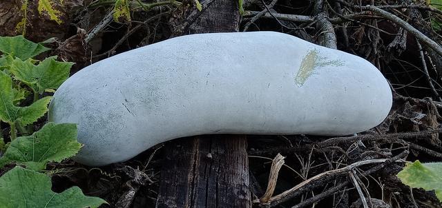 大便拉不出来怎样进食调理