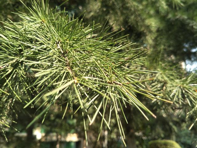 ��θ���ò��ܳԵĶ���