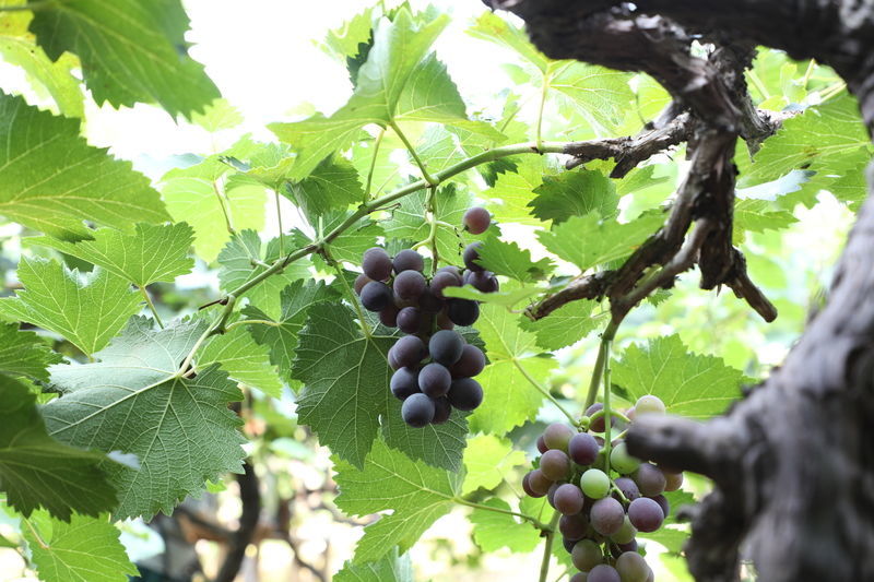 ���籭2022��ΧԤѡ��ֱ��