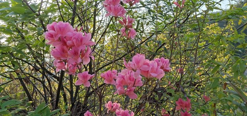 �������ײ˶�����ô���ó�