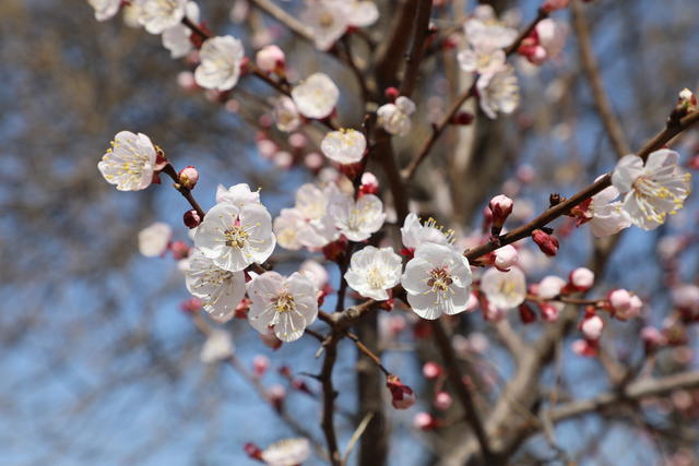 <a href=https://www.shuisutang.com.cn/ target=_blank class=infotextkey>水苏糖</a>