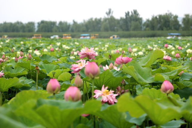 ʳ�����ӱ��o(h��)θճĤ