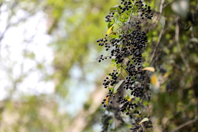 Ż��������ʹʲôԭ��