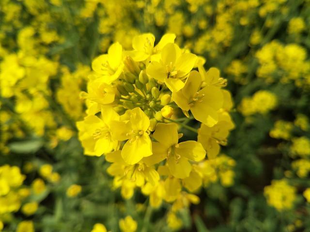 ���r���r��ô���ó�