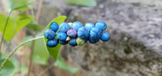 <a href=https://www.shuisutang.com.cn/ target=_blank class=infotextkey>ˮ����</a>