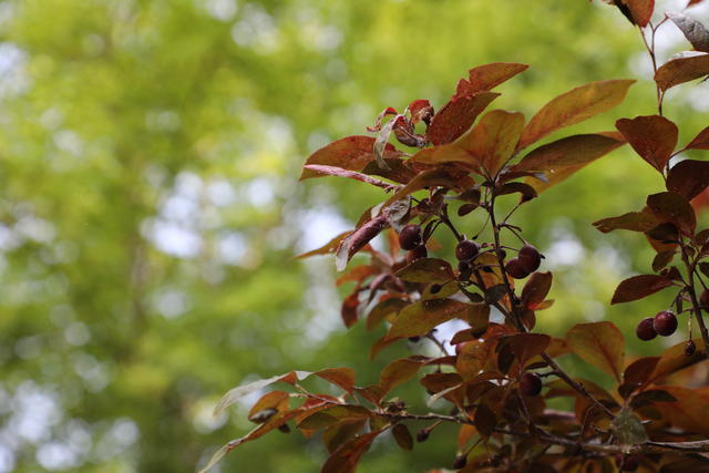 ���سԳ��������