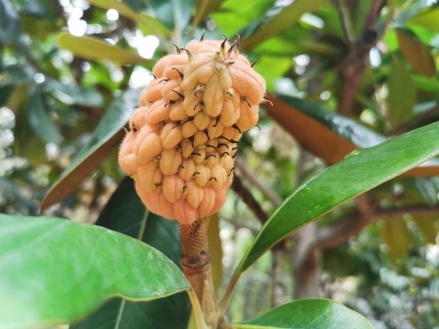 <a href=https://www.shuisutang.com.cn/ target=_blank class=infotextkey>水苏糖</a>