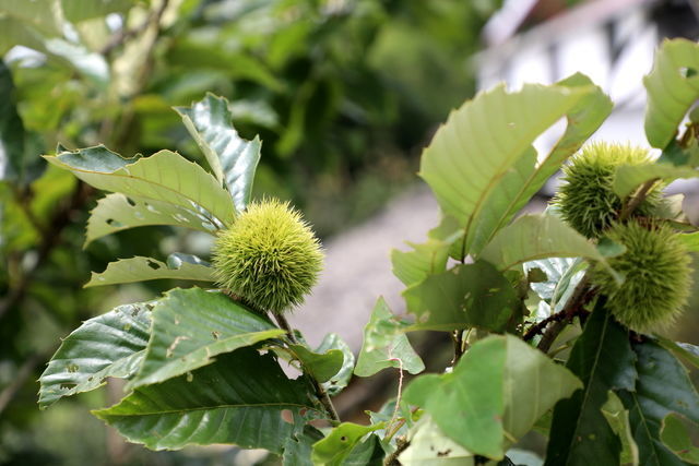 ���˳�θ��Ħ����