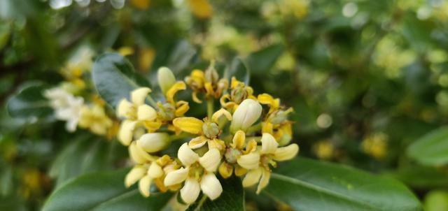 ������θ��ʳ������Щ