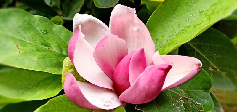 ��ʳ������ô�ⶳ��