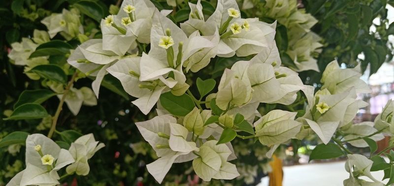 ����Ϊʲô��������ɫ