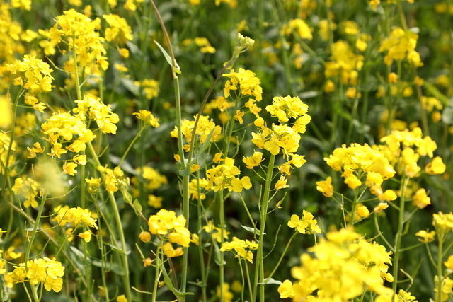 Ƣθ�����Ͱ�ͷ���й�ϵ��