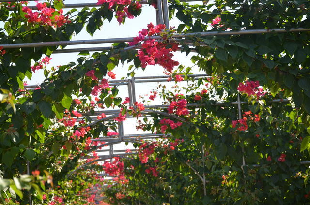 自己做的紅糖饅頭怎么保存