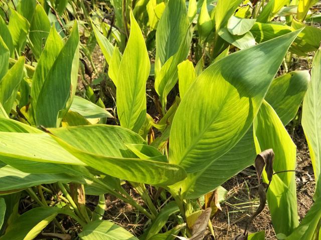 ��ź�����޻����Ź����Ĺ�Ч