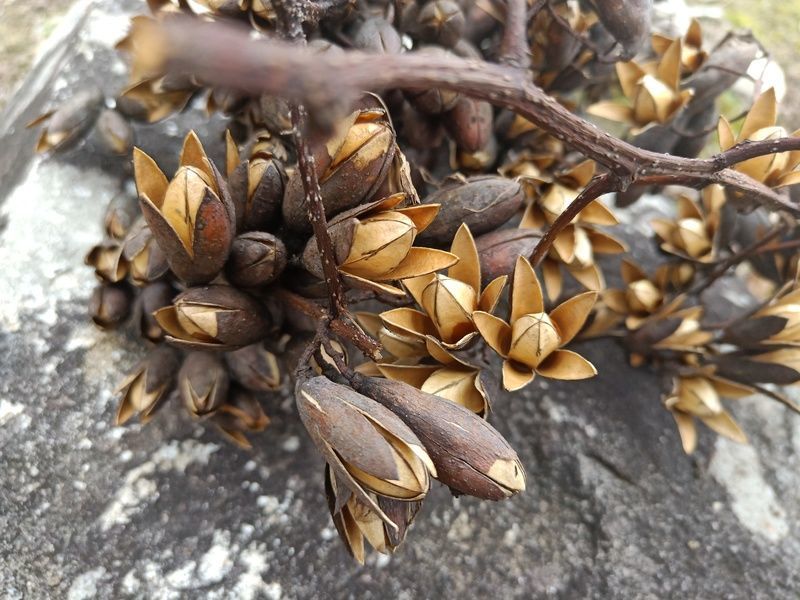 ϺƤ������ѷ�ĸ��������