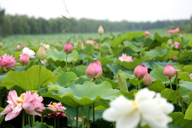 ��ˮС�����ôɹ