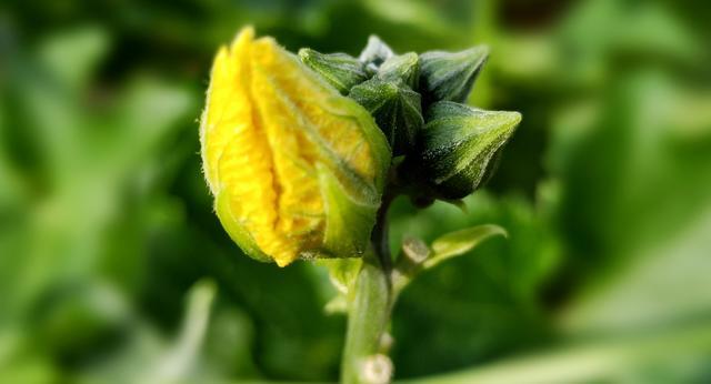 Ƣ�鷦��һ�����ܺ�