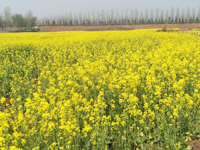 <a href=https://www.shuisutang.com.cn/ target=_blank class=infotextkey>水苏糖</a>