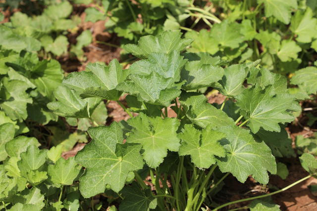 祛濕清熱的食物