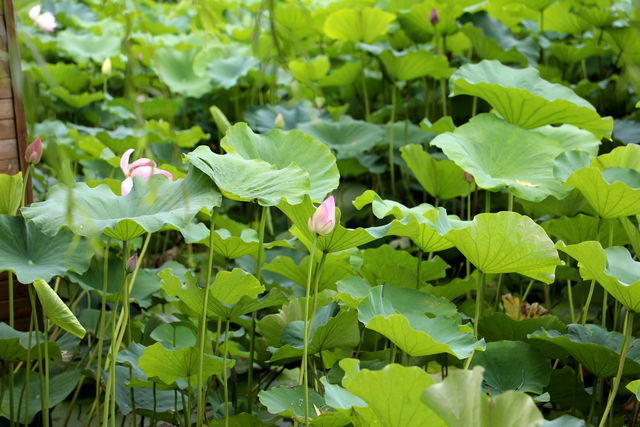 ��θ���ó�ʲô��������Ӫ��