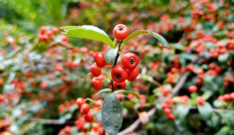 牛肉怎么卤颜色变红色