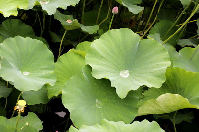 ������ɶ��