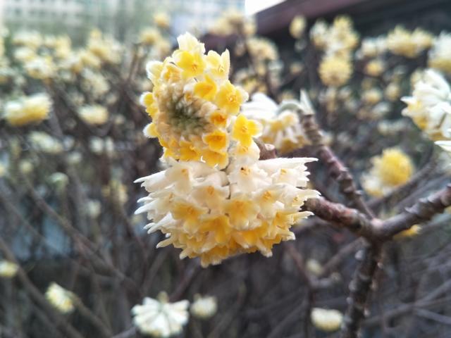 ��ʲô�����Գ�θ��