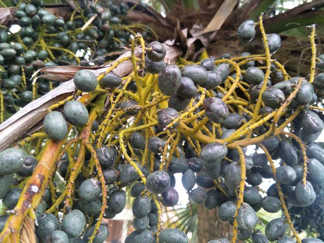 吃肉積食不消化怎么辦