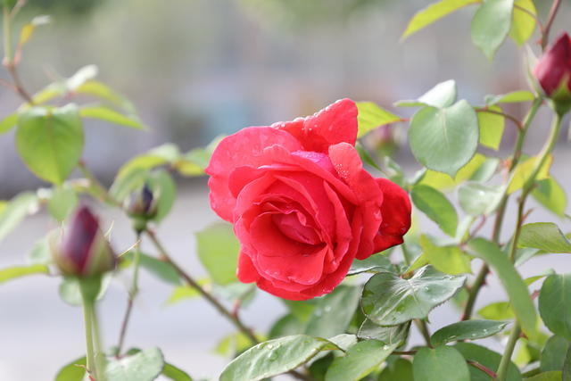 �A�ײ���ôϴ�ŸɃ�