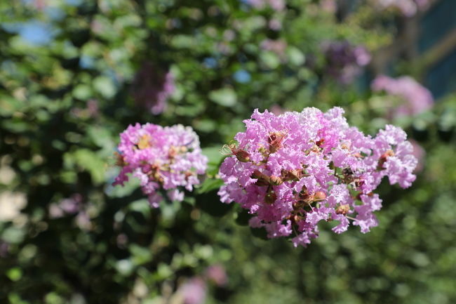 板栗蓮子玉米排骨湯的功效