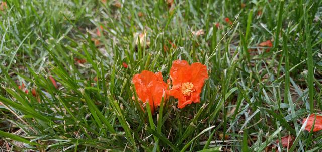 ������̫������ô��