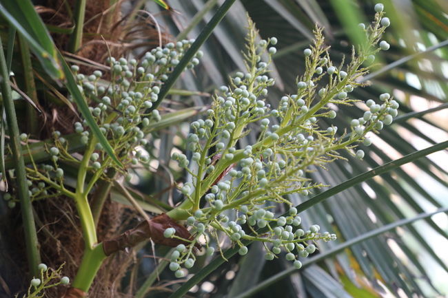 冰糖銀耳湯可以放冰箱冷藏嗎