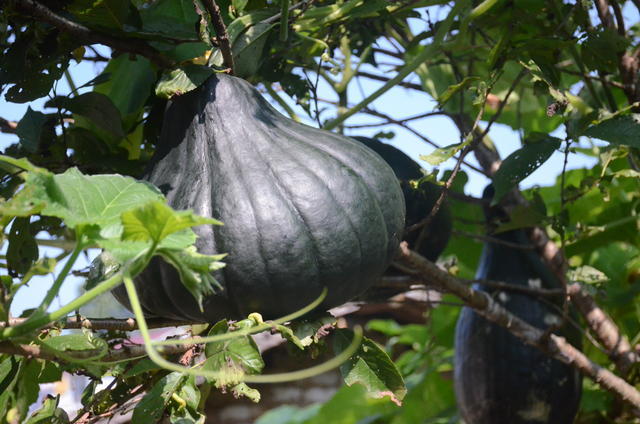 ѩ��ţ����ô������