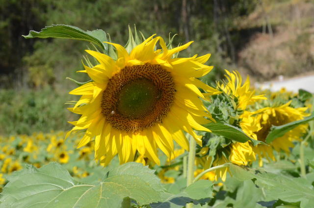 ��������ţ����ô���ó�����