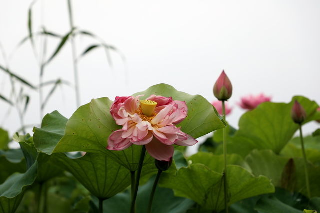 14��С��θ�ڲ���