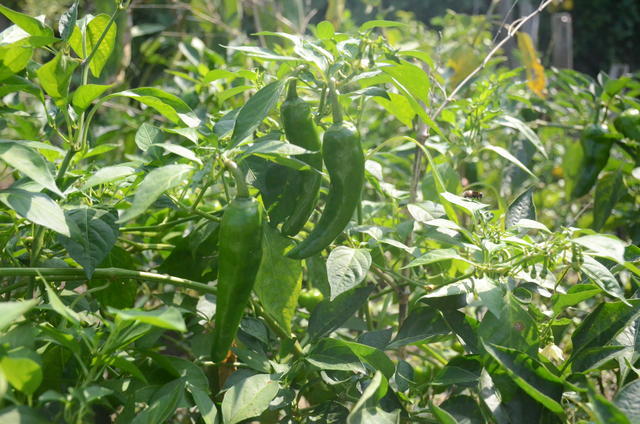 紅燒五花肉怎么做不柴?