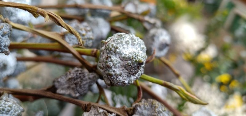 ���Գ�θ�׻�ͻȻ������