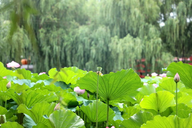 <a href=https://www.shuisutang.com.cn/ target=_blank class=infotextkey>水苏糖</a>