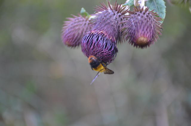 �ù�θ������Ϊʲô��