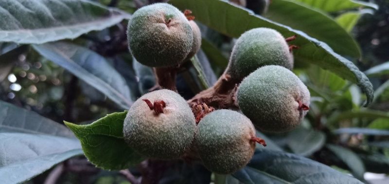 <a href=https://www.shuisutang.com.cn/ target=_blank class=infotextkey>水苏糖</a>