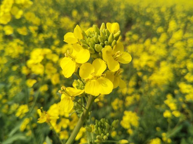 ���ܲ��Ͱ��ܲ�����һ���ܳ���