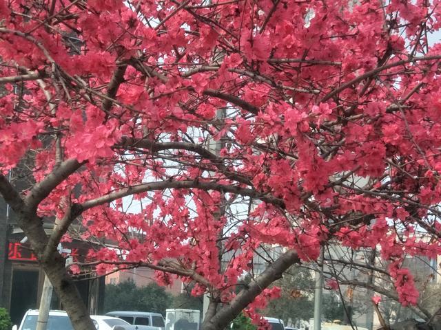 同等重量的米飯和面條哪個(gè)容易胖