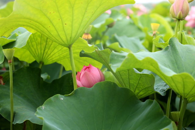 <a href=https://www.shuisutang.com.cn/ target=_blank class=infotextkey>水苏糖</a>