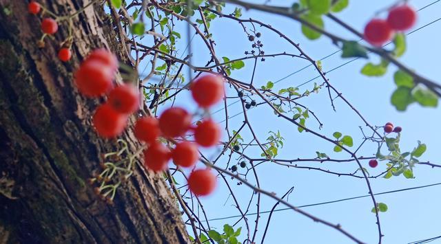 速冻三鲜虾仁玉米怎么炒好吃