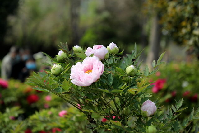 Ƣθ����Ҫ����������