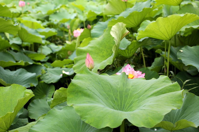 <a href=https://www.shuisutang.com.cn/ target=_blank class=infotextkey>水苏糖</a>